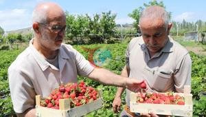 Emekli müdür babasından kalma arazide devlet desteğiyle çilek üretiyor
