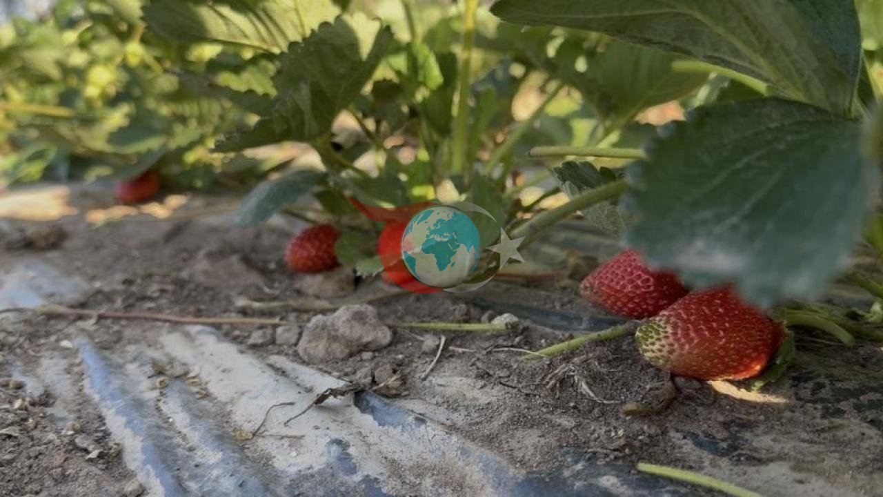 Doğu Anadolu'da Tarımda Yeni Dönem: Patnos'ta Çilek Hasadı Başladı