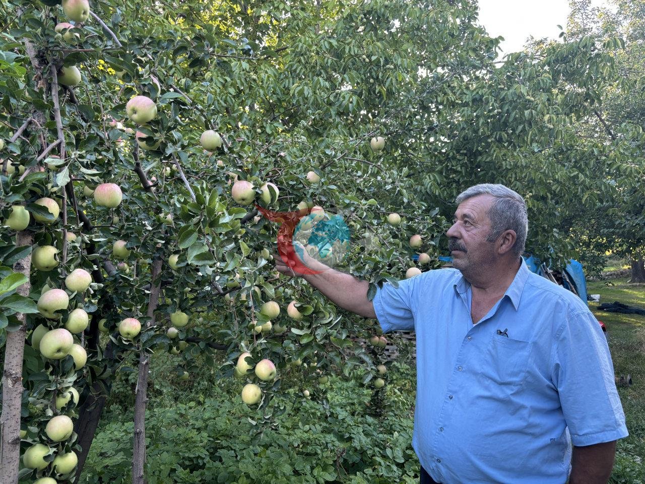 Dünyada yalnızca Gürün’de yetiştirildiği belirtilen Ayvaniye elması, hasat döneminin başlamasıyla yeniden gündeme geldi.