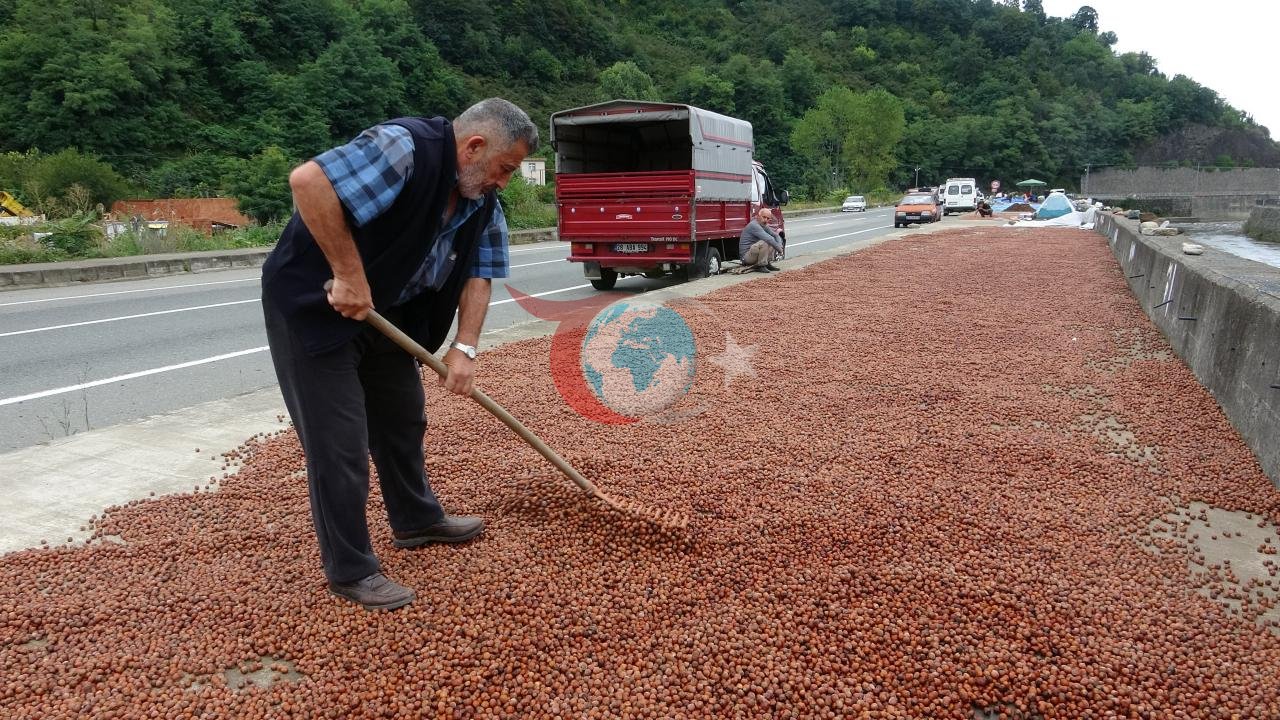 Fındık Üreticisi Serbest Piyasaya Sırtını Döndü: Tercih TMO Oldu