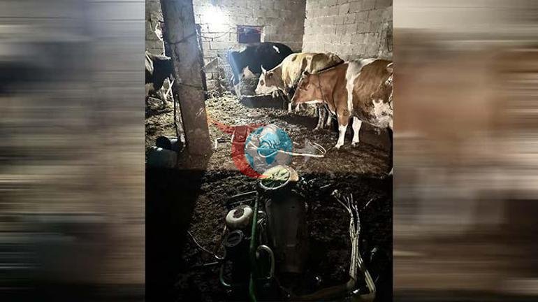 Anbarda böyük ölüm O, sağmağa getdi...