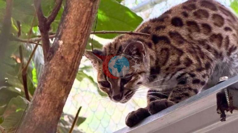 100 sonra bir ilk Yeni kedi türü keşfedildi: Göz önündeydi ama kimse fark etmedi