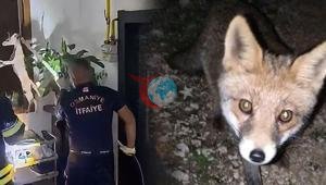 Osmaniye'de yaşanan təəccüblü hadisə Tilki yaşayış binasının 3-cü mərtəbəsinə qalxdı. Hadisə Osmaniye'nin 3-cü mərtəbəsinə qalxdı