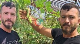 Toxum xaricdən gəldi! Tarlada heyrətləndirici idi:: Hər biri üçün satılır 