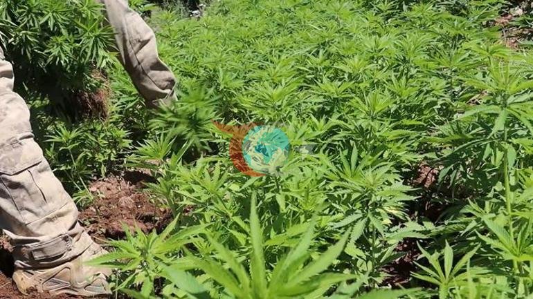 Diyarbakฤฑrda 217 bin 608 kรถk kenevir ve skunk ele geรงirildi