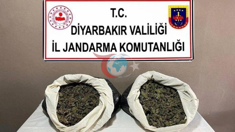 Diyarbakฤฑrda 217 bin 608 kรถk kenevir ve skunk ele geรงirildi