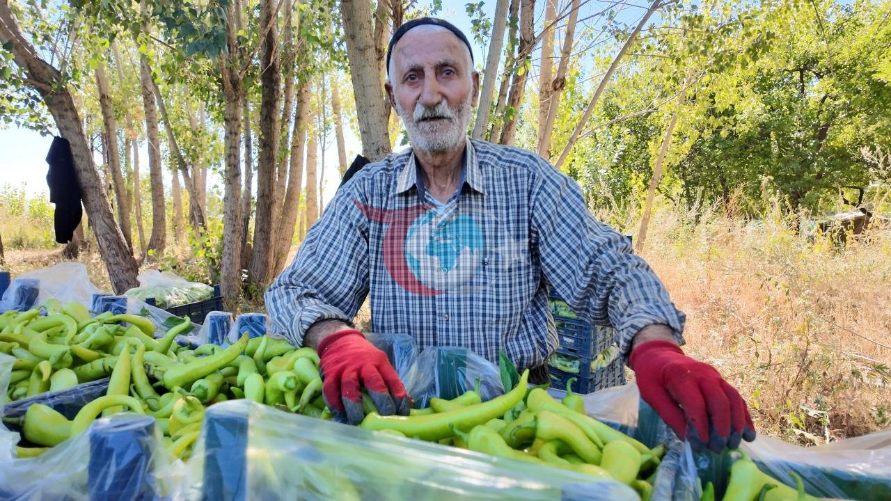 86 Yaşlı Çinar Torpağa Həyat Verir: Ercişdən Ətraf İllərə Gündəlik 6 Ton Bibər Göndərilir