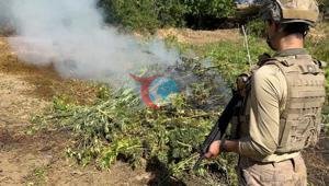 Diyarbakirda 217 ming 608 kannabidiol va skuns musodara qilindi va 1 ming 100 ming cannabidiol musodara qilindi