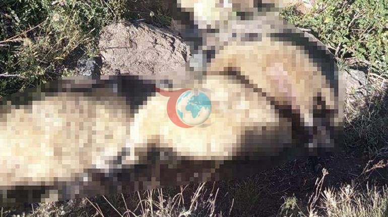 Yaylada həyat bazarı. Çoxlu qoyun tələf oldu