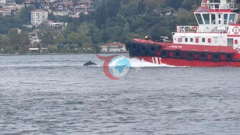 İstanbul Boğazında büyük sürpriz Kıyıdan kaydettiler