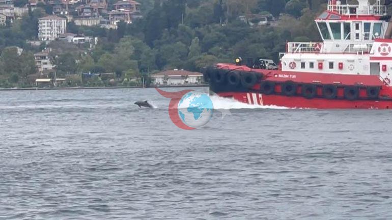 İstanbul Boğazında büyük sürpriz Kıyıdan kaydettiler