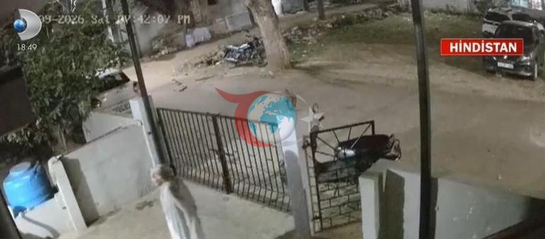 Agressiv maymun ayolni shunday o'ldirdi