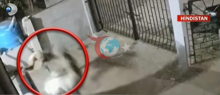 Agressiv maymun ayolni shunday o'ldirdi
