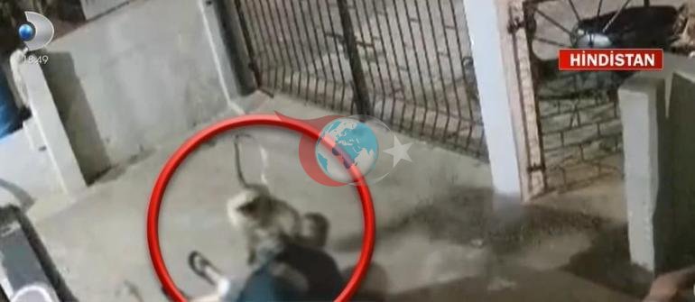 Agressiv maymun ayolni shunday o'ldirdi