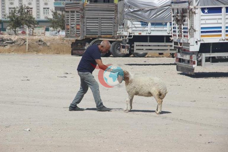 9 aylık kuzu, sahibinin yanından ayrılmıyor Şanlıurfada sıra dışı dostluk