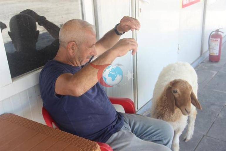 9 aylık kuzu, sahibinin yanından ayrılmıyor Şanlıurfada sıra dışı dostluk