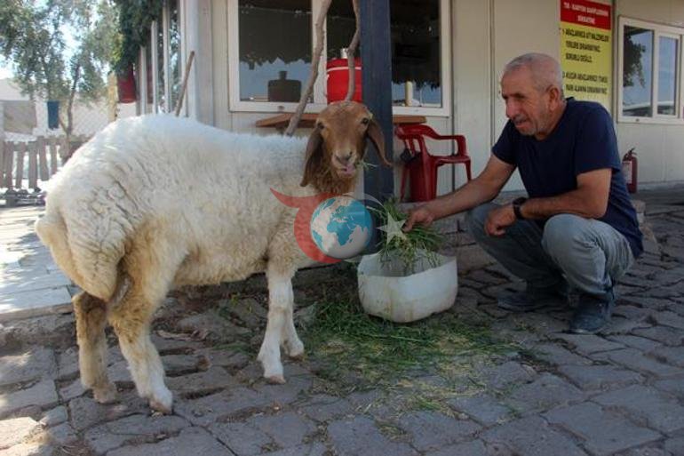 9 aylık kuzu, sahibinin yanından ayrılmıyor Şanlıurfada sıra dışı dostluk