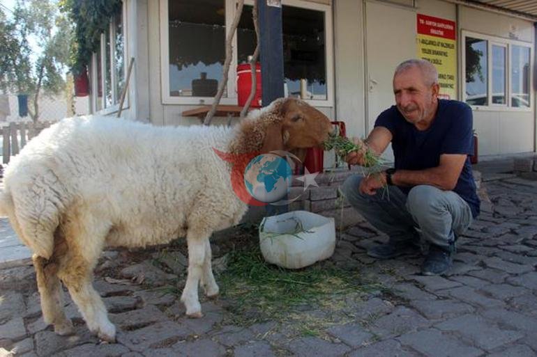 9 aylık kuzu, sahibinin yanından ayrılmıyor Şanlıurfada sıra dışı dostluk