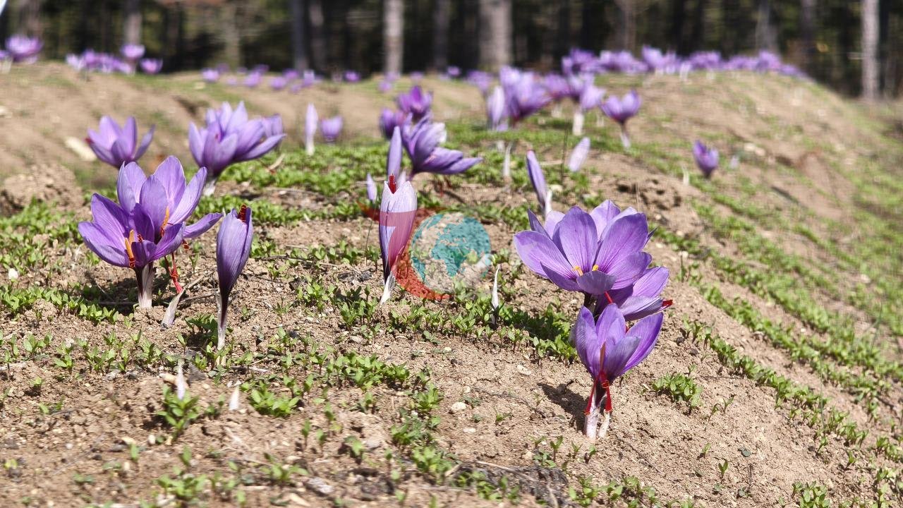 Yüksek ekonomik değeriyle öne çıkan safranda bu sezon 55-56 kilogram kuru ürün elde edilmesi bekleniyor.