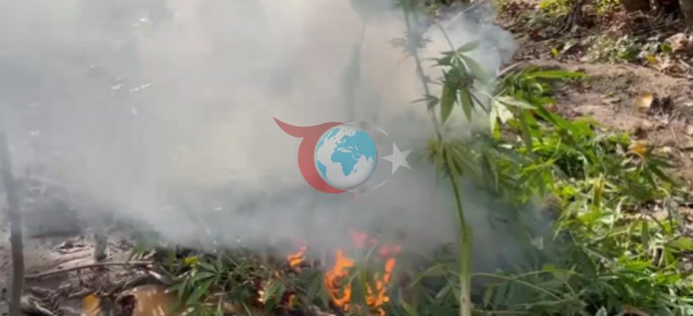 Diyarbakır’da uyuşturucu operasyonu: 48 bin 579 kök kenevir imha edildi
