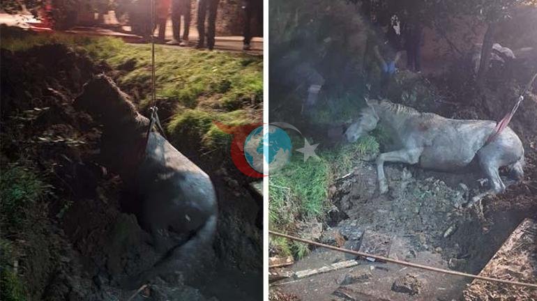 Kanalizasyondan çıkan hayrete düşürdü AFAD ekibi kurtardı