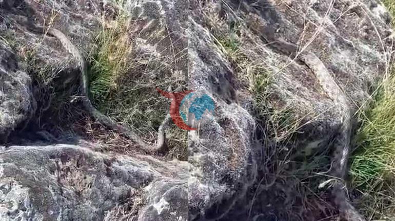 Aksarayda göl kenarında yürüyüş yaparken 3 metre yılanla karşılaştı