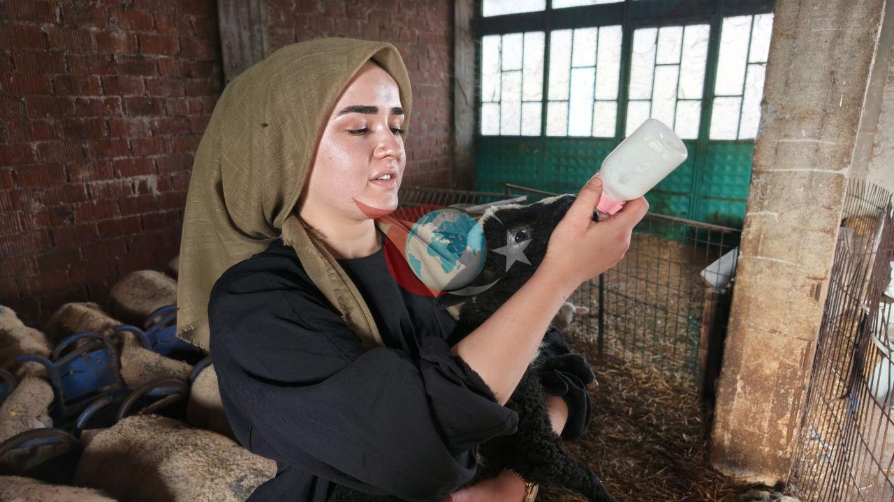 Hibe desteğiyle 50 koyun ve 2 koç satın alan Sueda Demirci’nin işletmesinde bugün yaklaşık 150 damızlık koyun ve kuzu bulunuyor.