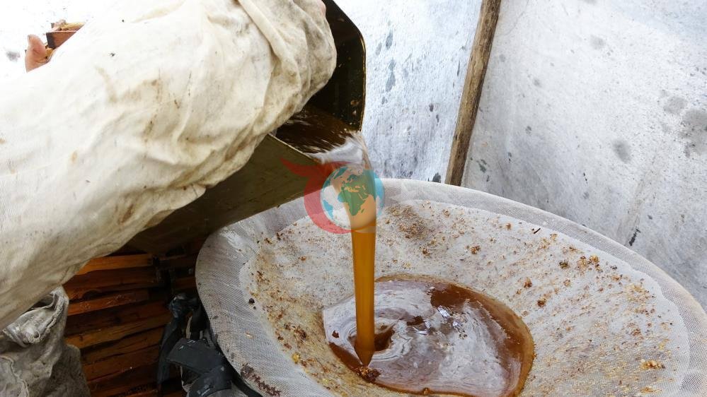 Muğla'da Çam Balı Rekoltesi Arttı: Üreticiler Tağşişli Ürünlerden Şikayetçi - görsel 2