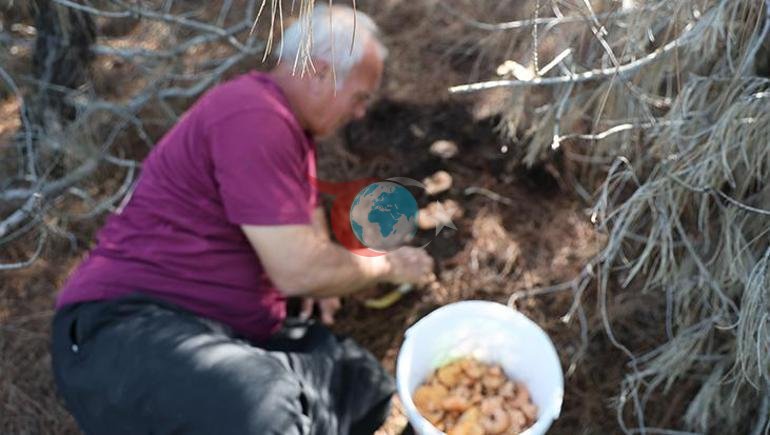 Ormanda görünce şaştı kaldı Dev şemsiye mantarının boyu 40 santimetreye yaklaştı, sepete sığmadı