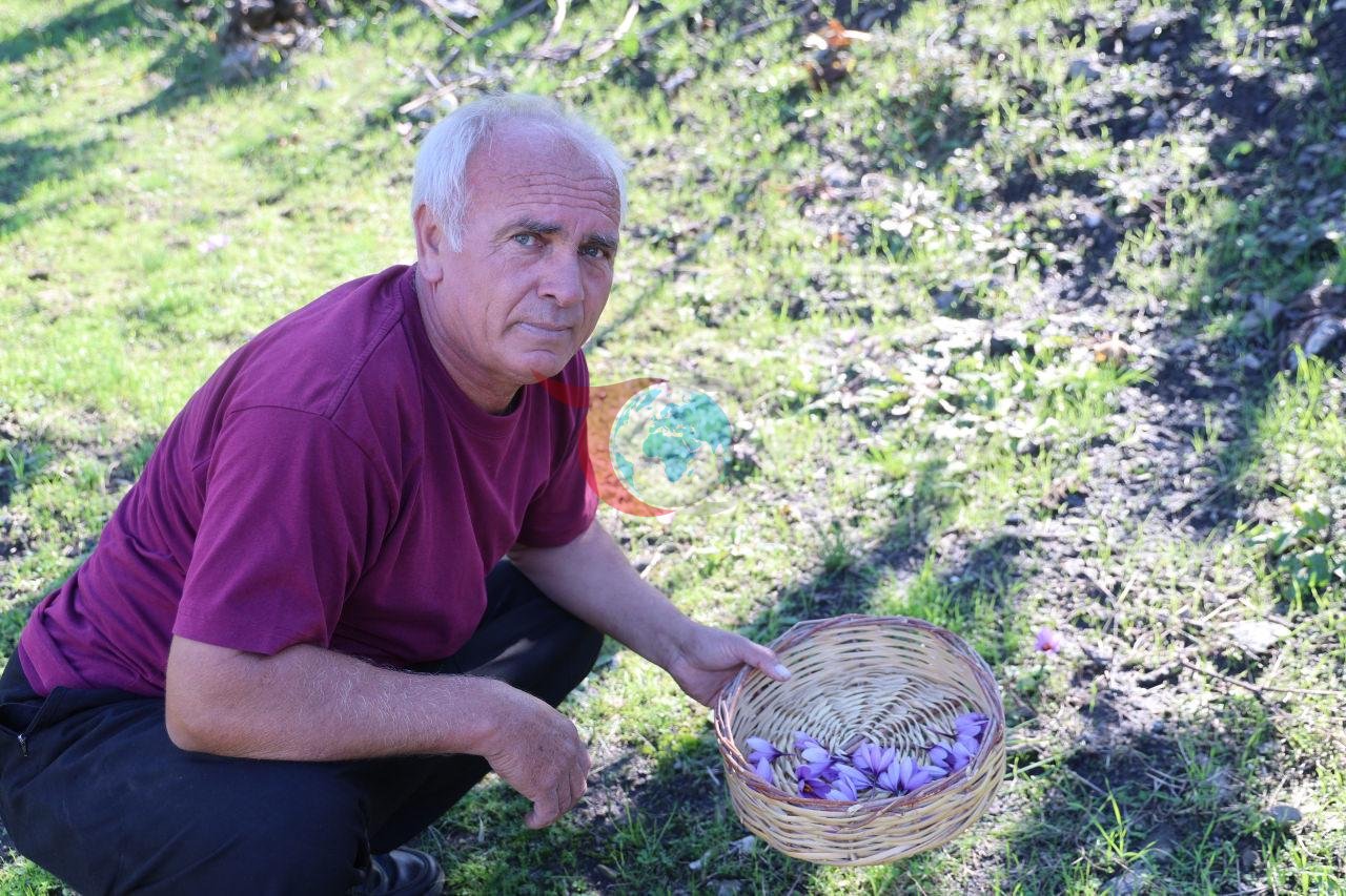 Yaklaşık 150 bin çiçekten 1 kilogram safran elde edilebiliyor; Kozan’daki üretici bu sezon 500-600 gramlık rekolte bekliyor.