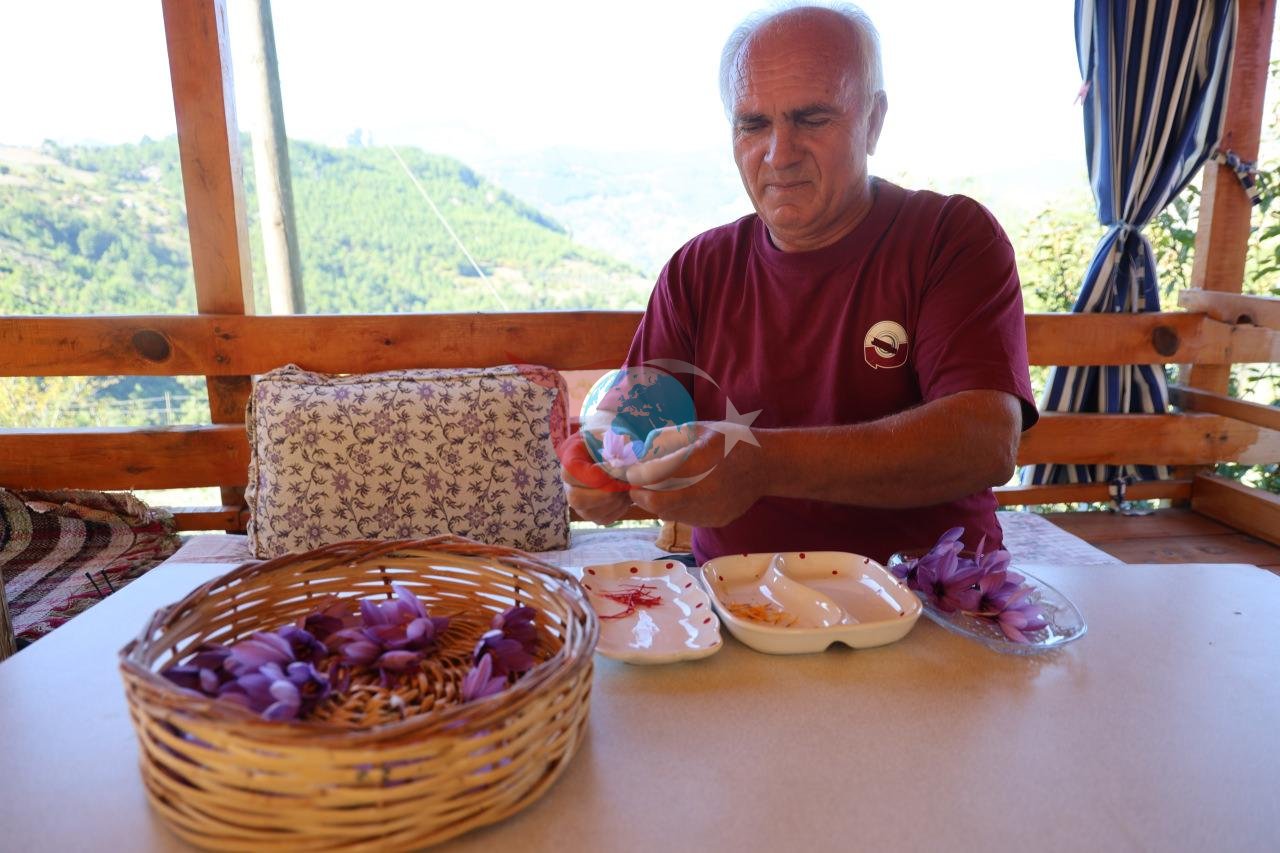 Kozan’da yetiştirilen safranın gramı 900 TL’den alıcı bulurken, üretici bu sezon ürün kalitesinden memnun olduğunu belirtiyor.