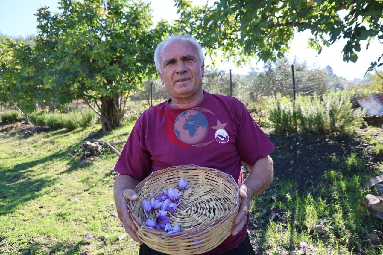 Kozan’ın Kızlarsekisi Mahallesi’nde safran çiçekleri sabahın erken saatlerinde toplanırken, ayıklama işlemleri gün boyunca devam ediyor.
