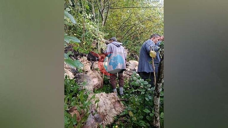 Trabzon Maçkada ayı saldırısı Uçuruma düşen onlarca koyun telef oldu