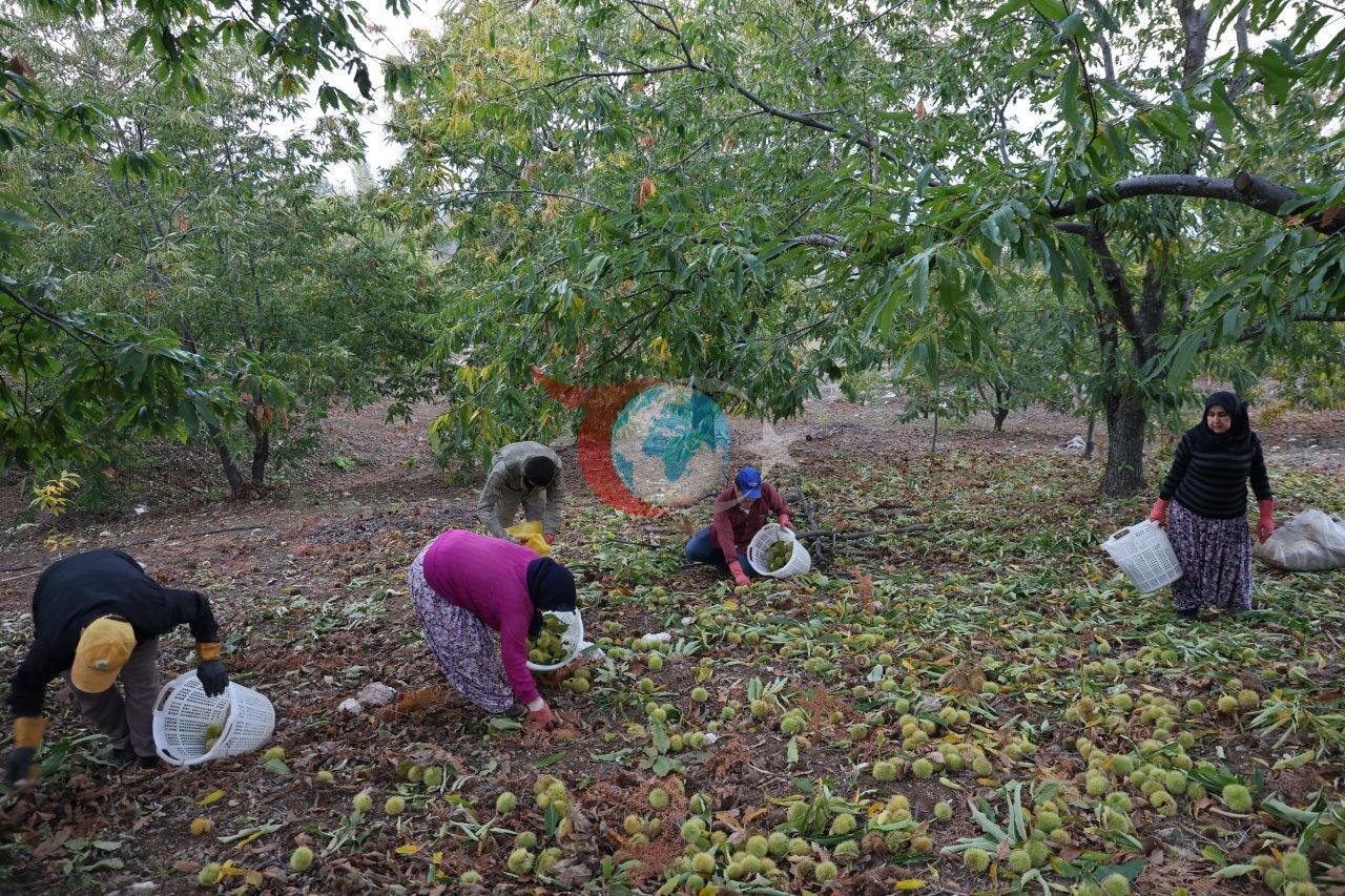 Aydın ve İzmir'de kestane hasadı tamamlandı: İşçilik ücretleri dikkat çekti - görsel 3