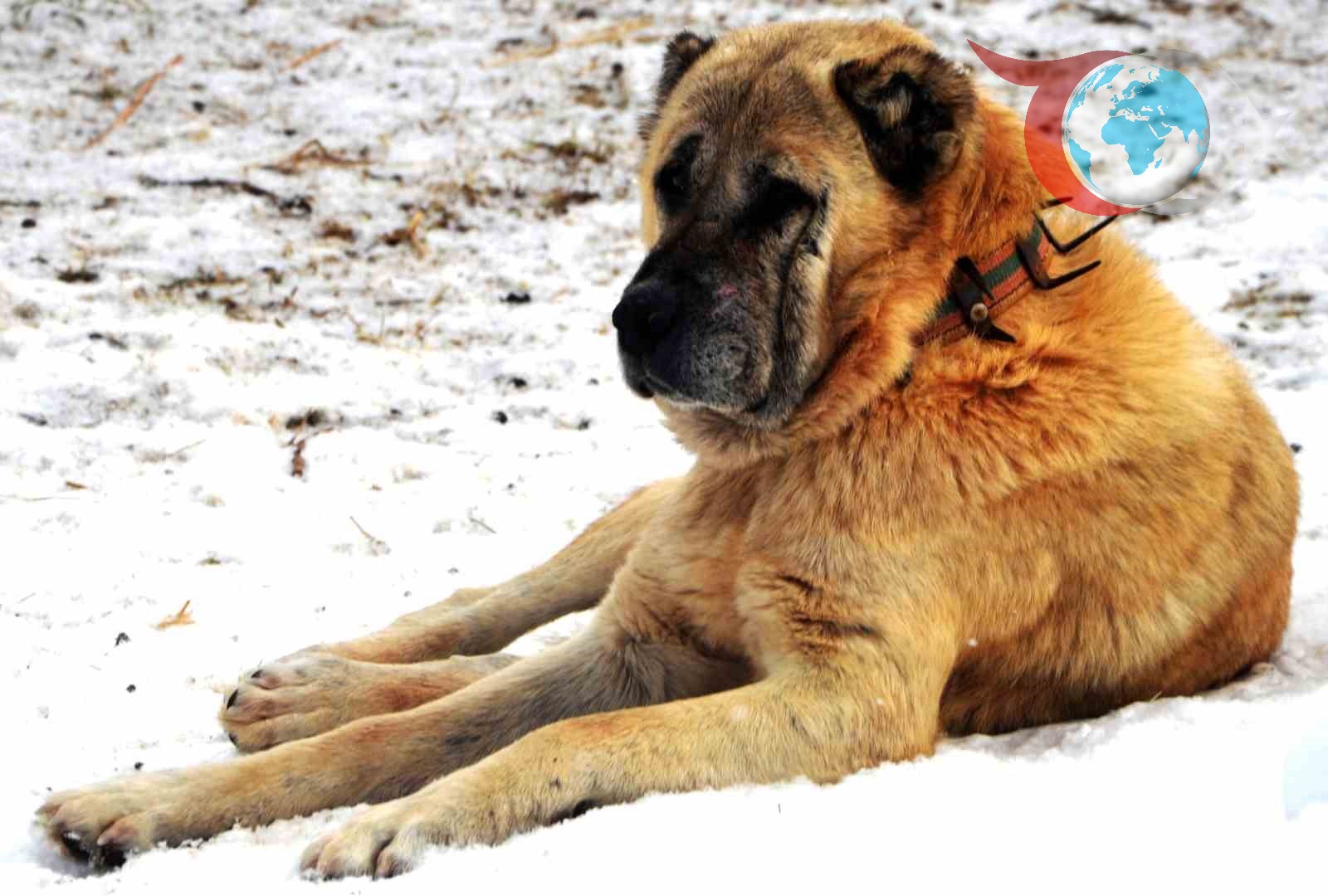 Erzurum’un Çoban Köpekleri: Tarihi Diplomatik İlişkilerin Unutulmaz Elçileri