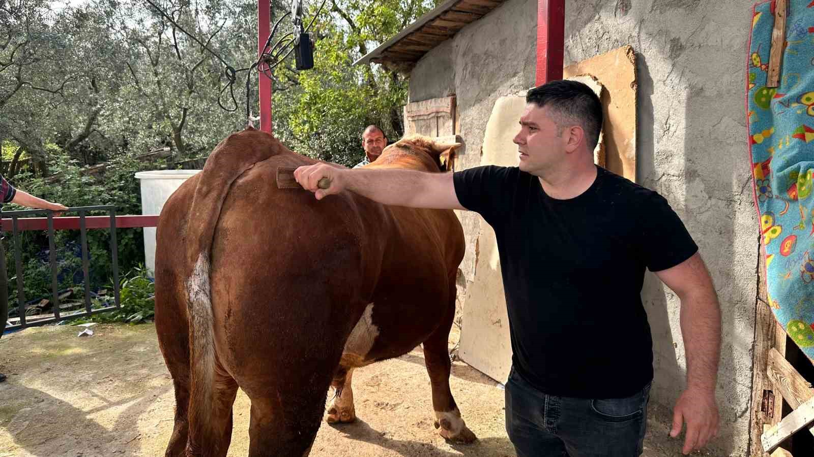 1 ton 200 kiloluk kurbanlık, araba fiyatına alıcısını bekliyor