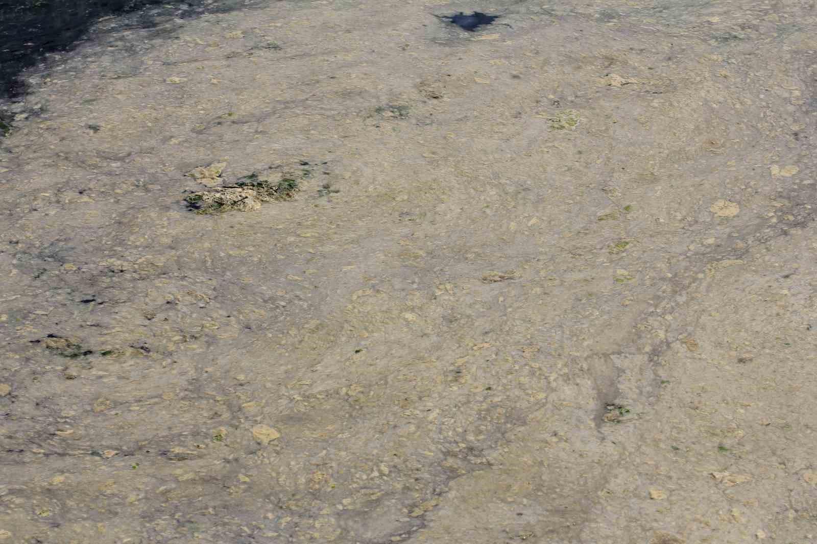 Marmara Denizi'nde Müsilaj Problemi Devam Ediyor