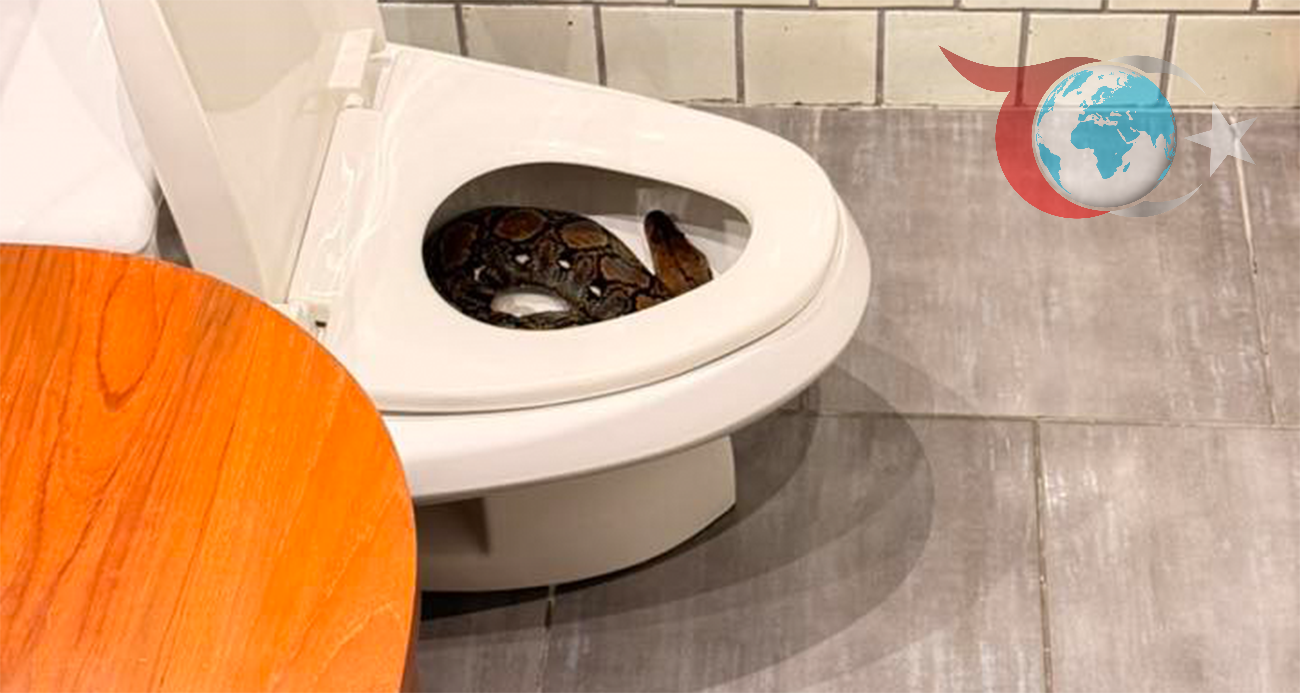 Bangkok'ta Evde Piton Paniği!