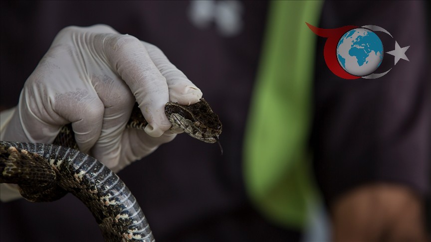 Yılan Sokması Hakkında Bilmeniz Gerekenler