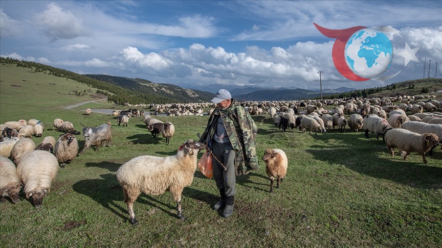 Ankara'dan Çiftçilere Küçükbaş Hayvancılık Destek Ödemeleri Yapılıyor