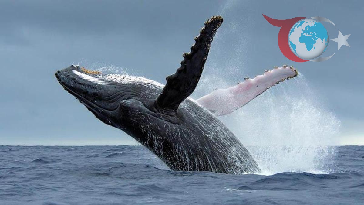 San Francisco Körfezi'nde Gri Balina Ölümleri Artışta