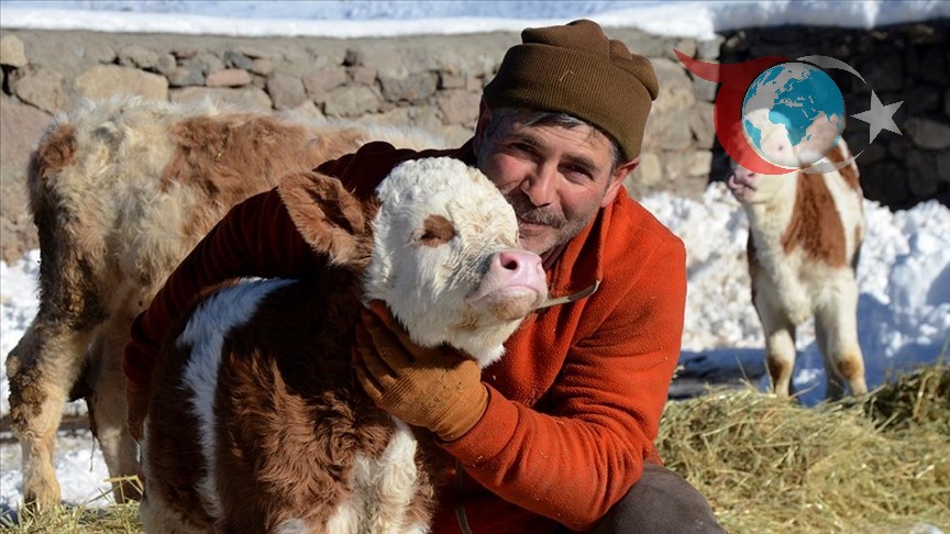 Kars'ta Dondurucu Soğuklar: Besiciler Zorlu Şartlarda Mücadele Ediyor