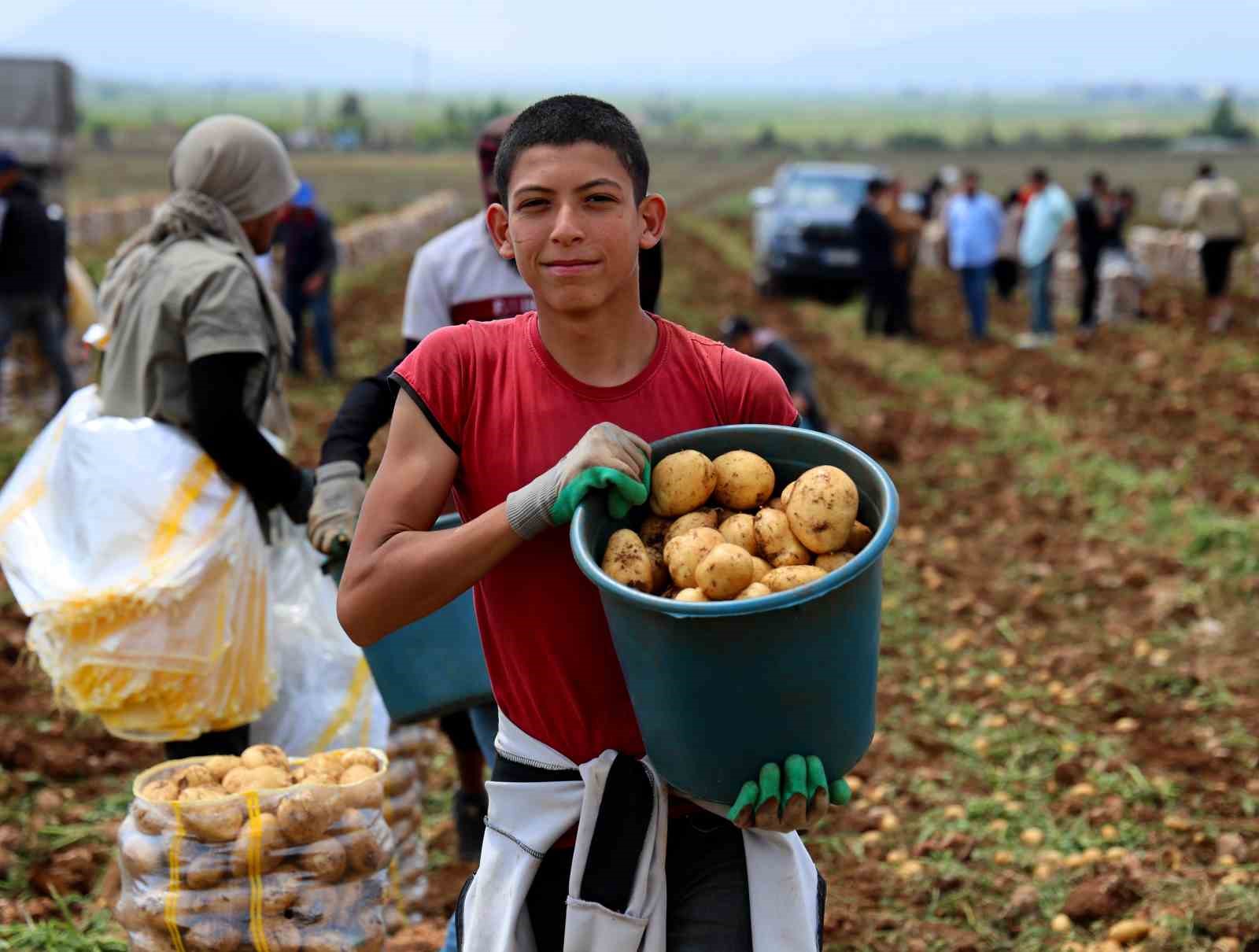Türkiye’nin en erkenci patatesi Adana’da hasat başladı