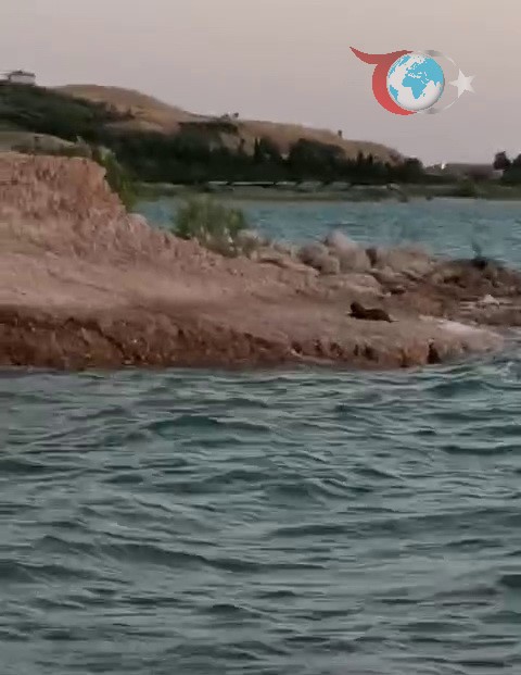 Adıyaman’da Nadir Su Samuru Görüntülendi