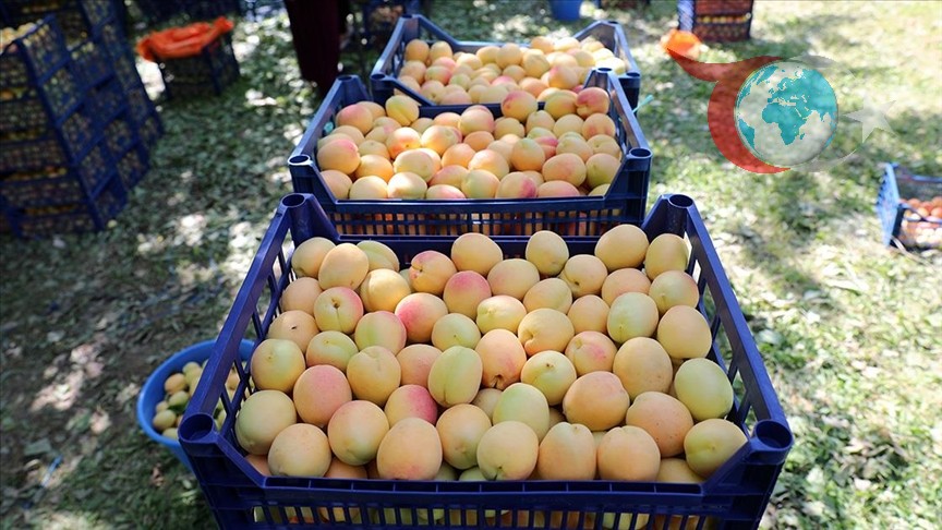 Iğdır'da Kayısı Hasadı Bereketi: 40 Bin Ton Rekolte Bekleniyor