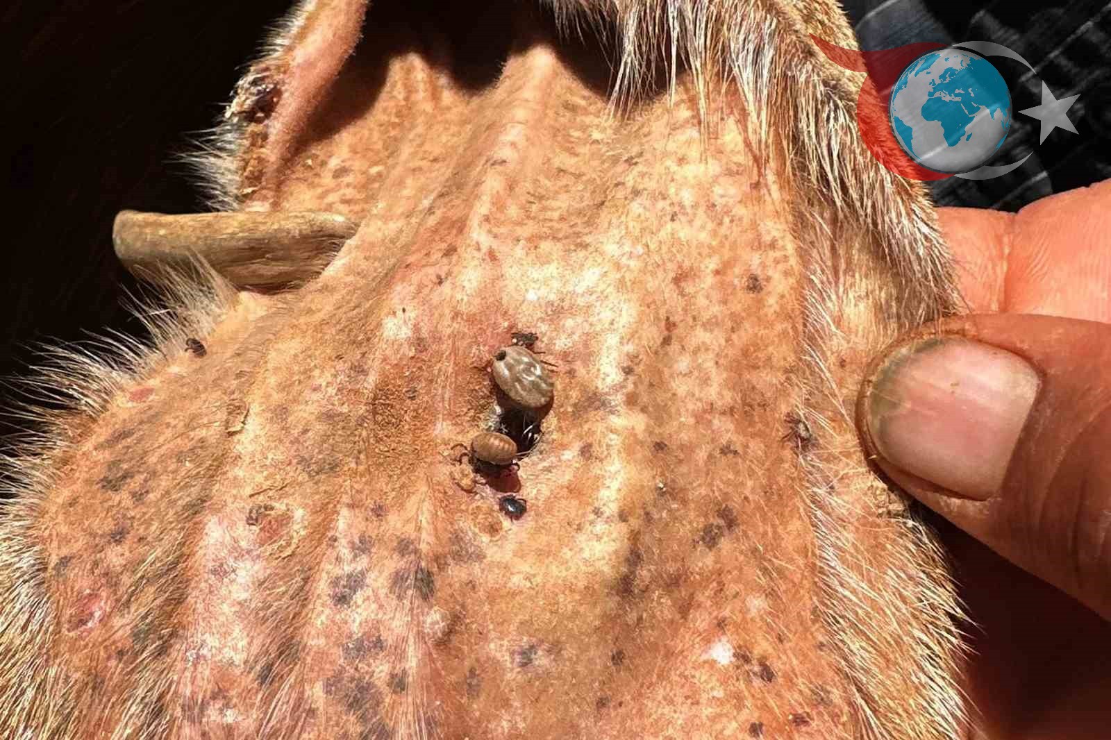 Gaziantep'te Kenelere Dikkat: Veteriner Uyarıyor!