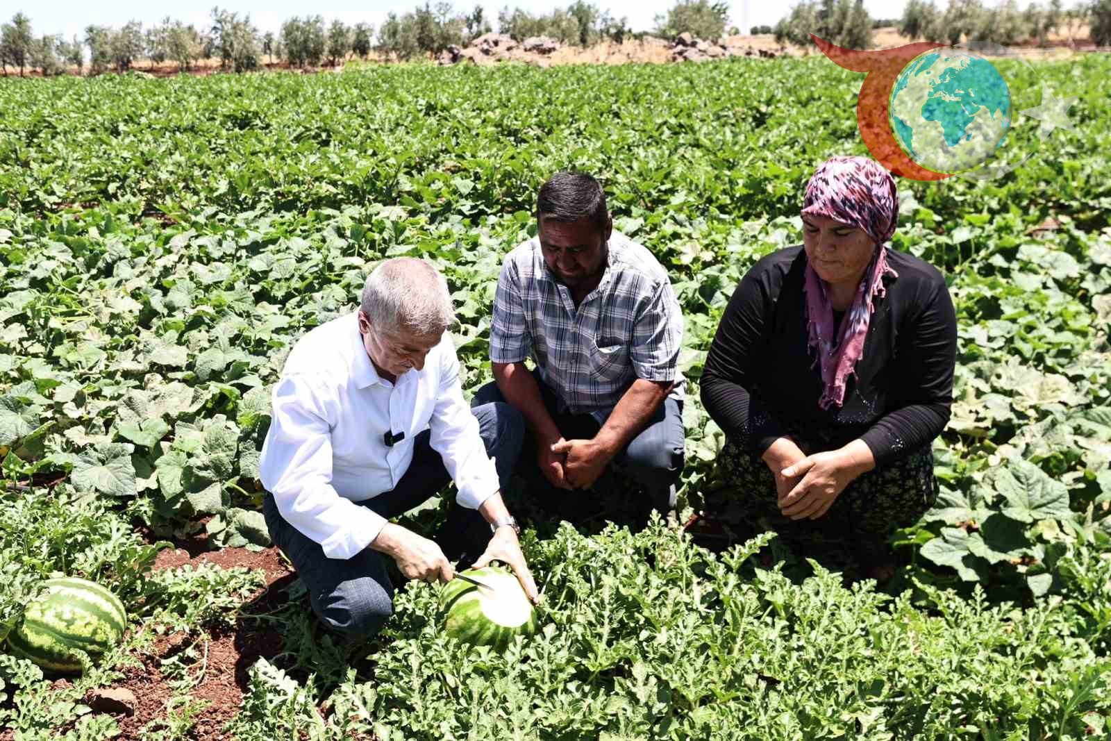 Şahinbey Belediyesi'nden Çiftçilere Dev Fide Desteği: Yerel Ürünlerle Bereketli Hasat