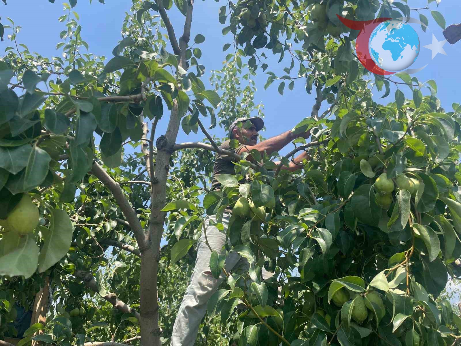 Bursa'da Armut Üretiminde Fiyatlar Zirve Yaptı