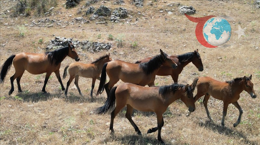 Yılkı Atlarının Doğayla Mücadelesi: Kuraklık ve Tarım Arazilerine Zarar