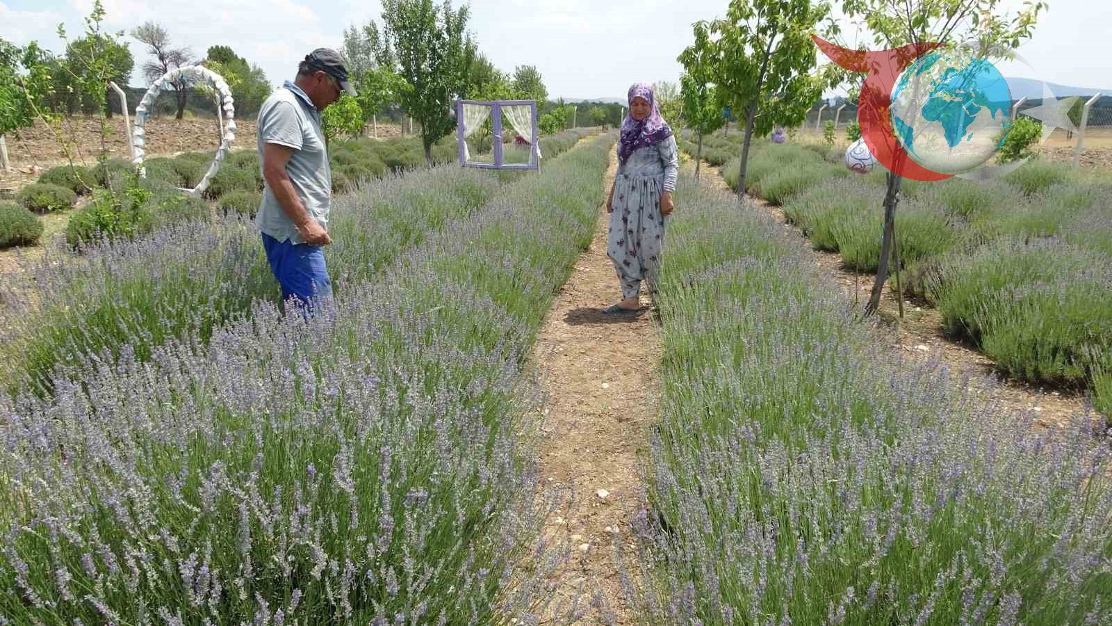 Kütahya'nın Lavanta Kahramanları: Hobi Olarak Başladılar, Ekonomiye Katkı Sağladılar